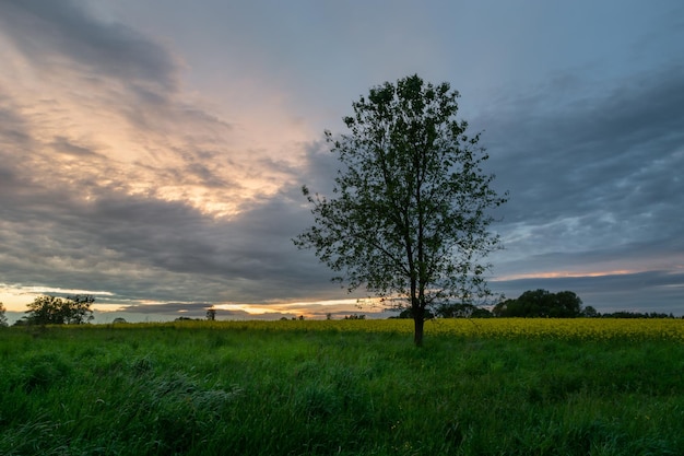 Foto Árvore ao lado do campo e nuvens noturnas