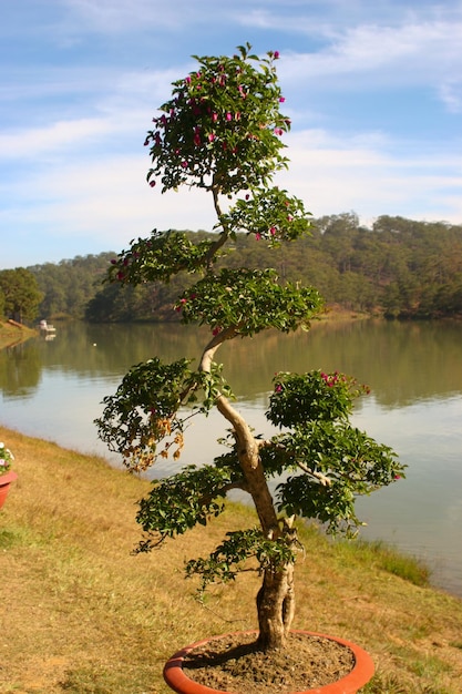 Foto Árvore ao lado do lago contra o céu