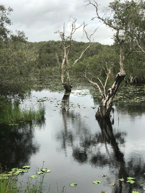 Foto Árvore ao lado do lago na floresta contra o céu