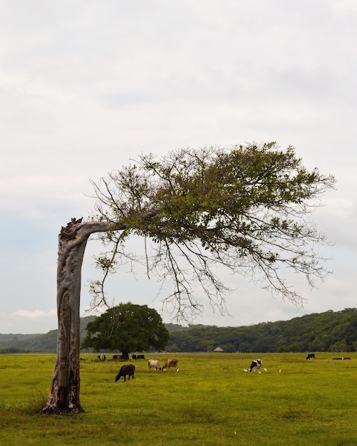 Árvore atingida pelo crescimento do relâmpago da árvore horizontalmente