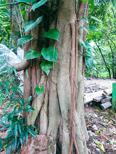 Árvore banyan velha com muitas raízes