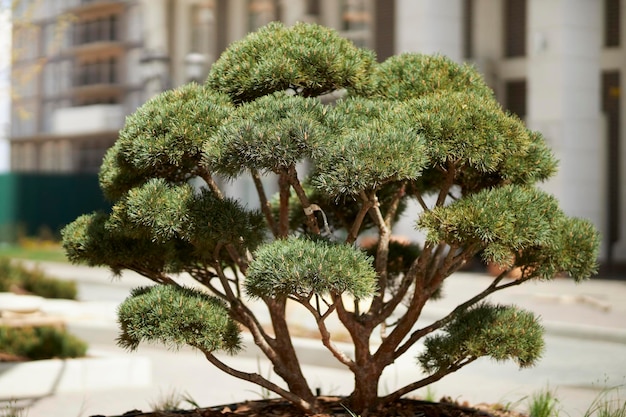 Árvore bonsai árvore bonsai no pátio de um complexo residencial moderno grande árvore bonsai