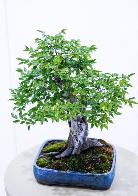 Árvore bonsai pequena em uma panela