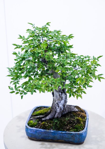 Árvore bonsai pequena em uma panela