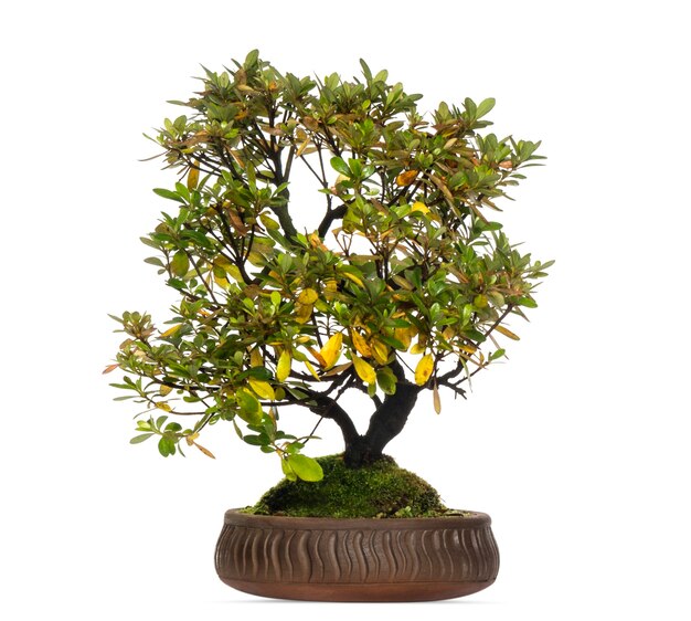 Árvore bonsai rododendro, isolada no branco