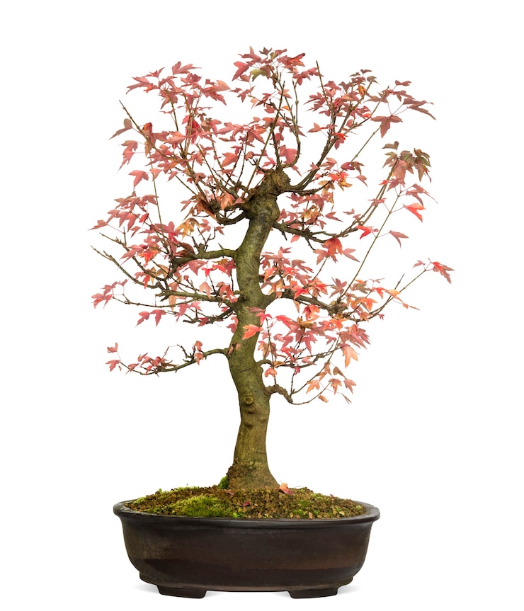 Foto árvore bonsai trident maple, acer buergerianum, isolada no branco