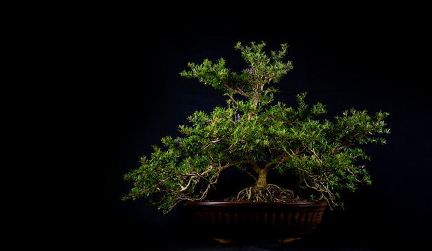 Árvore bonsai