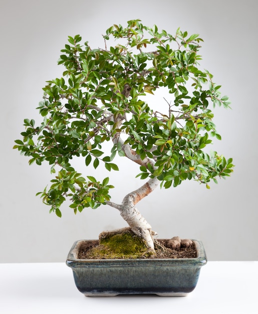 Foto Árvore bonsai