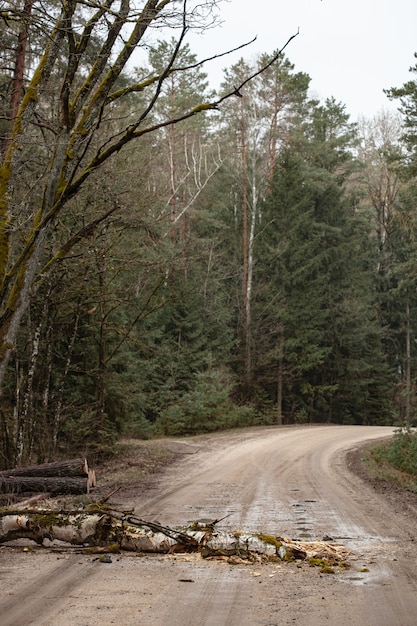 Foto Árvore caída bloqueando uma estrada secundária em uma floresta estacional decidual na primavera