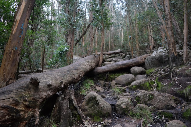 Árvore caída no meio da floresta em uma colina