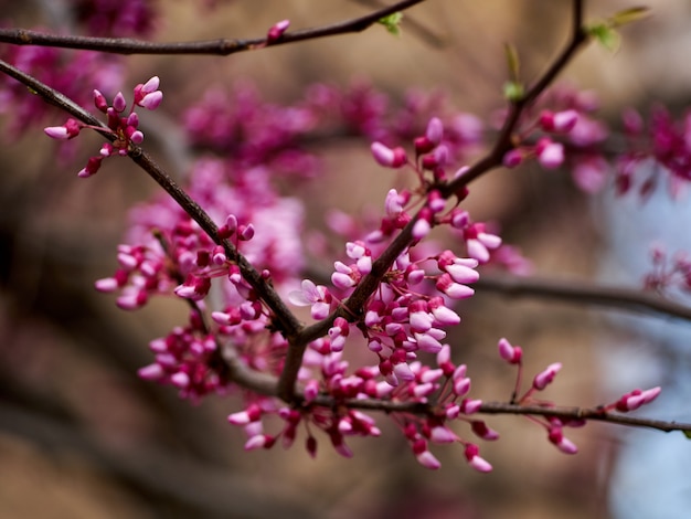 Árvore canadense de galhos cercis com flores rosa closeup de galhos