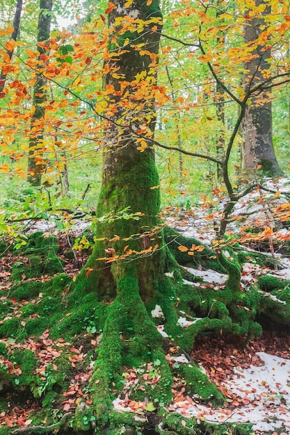 Árvore coberta de musgo na floresta de outono