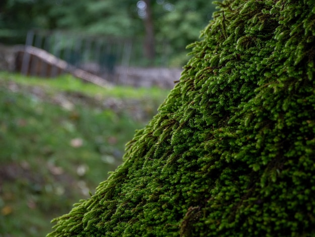 Árvore coberta de musgo verde