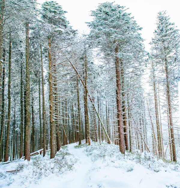 Árvore coberta de neve de inverno mágico