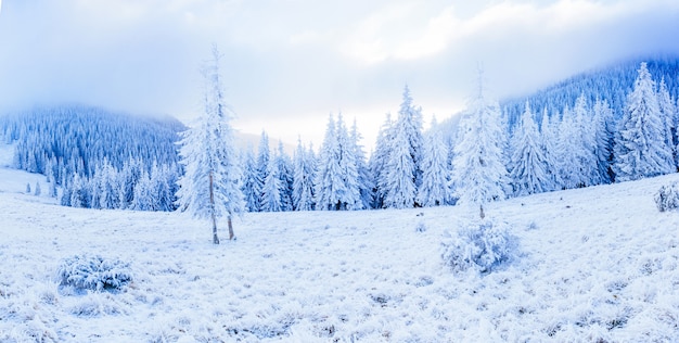 Árvore coberta de neve de inverno mágico