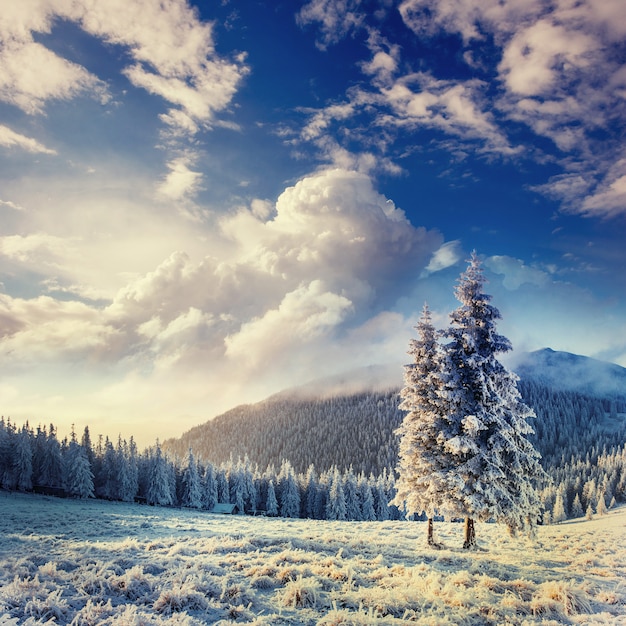 Árvore coberto de neve do inverno mágico nos carpathians. ucrânia