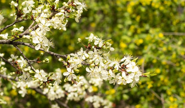 árvore com flores brancas e folhas verdes florescendo árvore Fundo de primavera Fundo de natureza