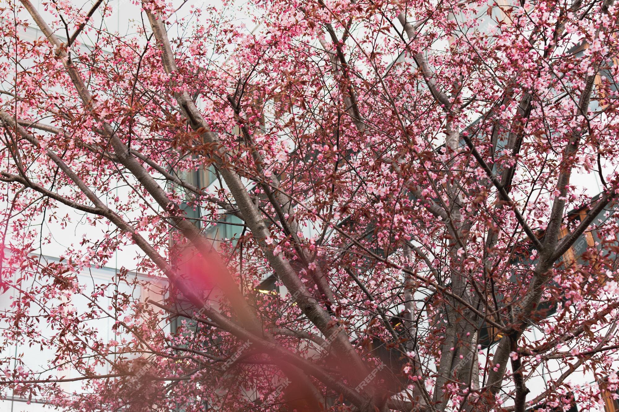 Um prédio rosa e branco com uma árvore ao fundo que diz flor de cerejeira.