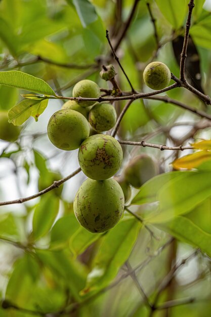 Árvore com frutas chamada Mangaba