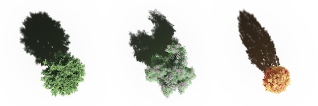 árvore com uma sombra sob ela, vista superior, isolada no fundo branco, ilustração 3D, cg render