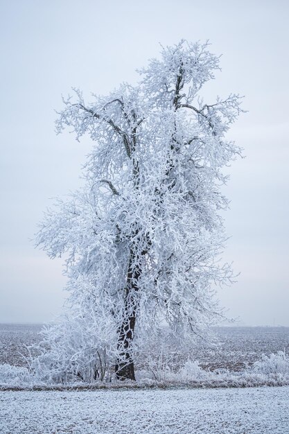 Árvore congelada no campo de inverno