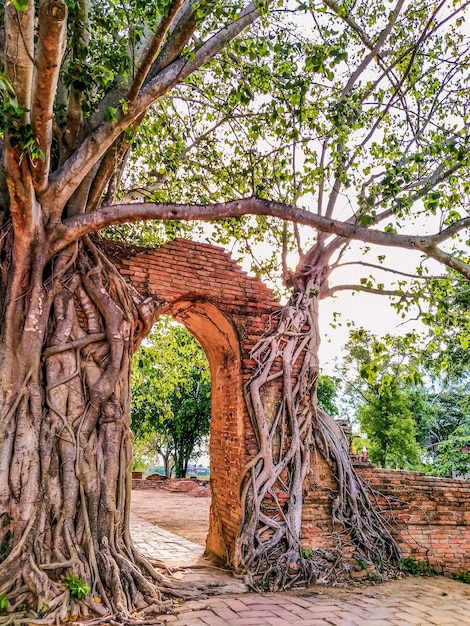 Árvore crescendo em um antigo templo na tailândia