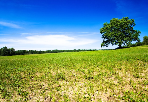 Árvore crescendo em um campo no verão