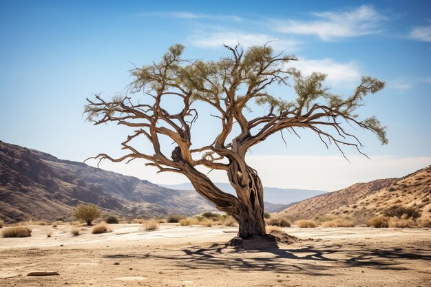 Foto Árvore da desgraça que era um cenário em um filme no deserto de tabernas almeria