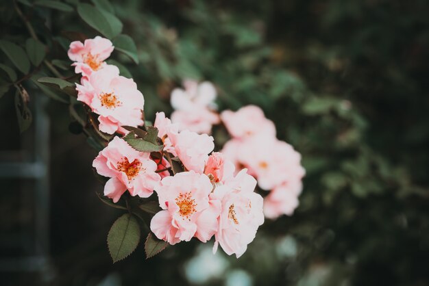 árvore da flor da rosa do rosa do vintage. filme filtro de tom de cor efecct.