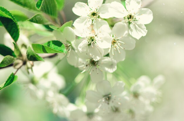 Árvore da flor, fundo da natureza da mola. dia ensolarado. páscoa e conceito de florescência.