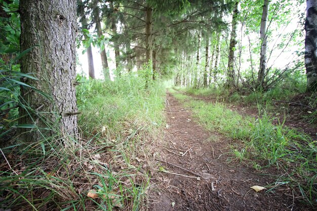 Árvore da floresta do solo da estrada