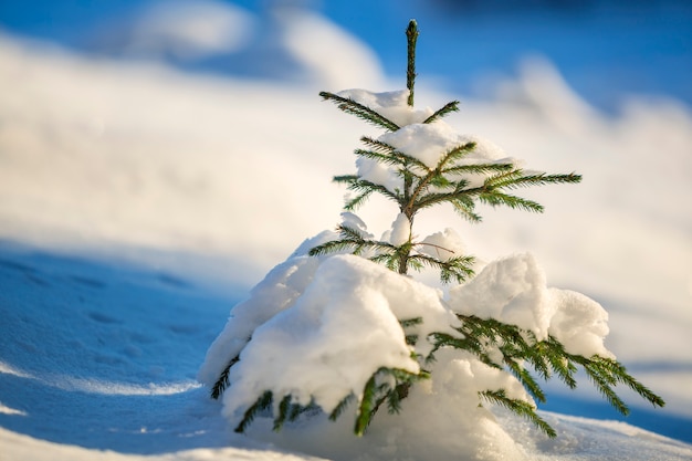 Árvore de abeto com agulhas verdes cobertas de neve profunda.