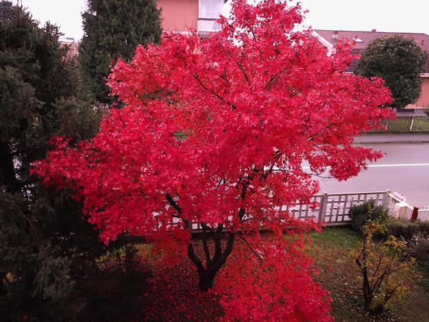 Árvore de acer de bordo vermelho