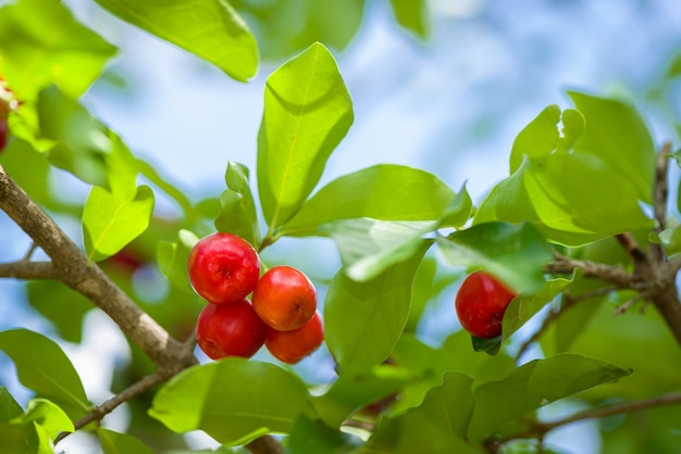 Árvore de acerola com muitos frutos maduros.