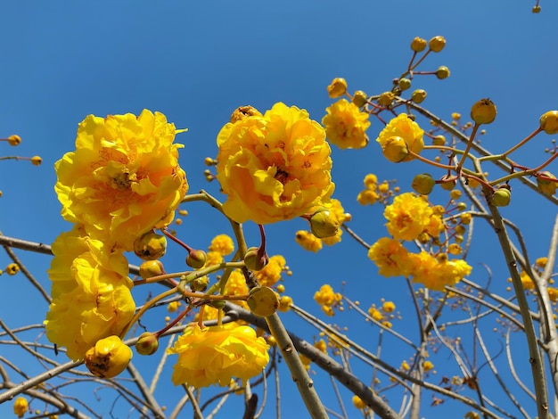 árvore de algodão amarelo (Cochlospermum regium)