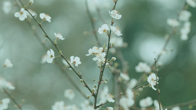 Árvore de ameixa branca em flor, ameixa de cereja e ramo de amêijoa myrobalan com flores e folhas