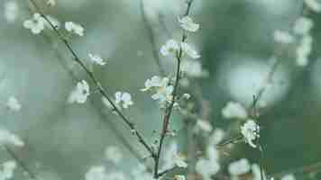 Foto Árvore de ameixa branca em flor, ameixa de cereja e ramo de amêijoa myrobalan com flores e folhas