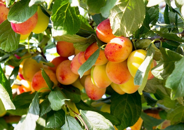 Árvore de ameixa com frutos maduros em um pomar