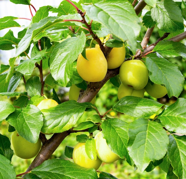 Árvore de ameixa com frutos maduros em um pomar