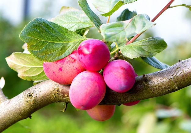 Árvore de ameixa com frutos maduros em um pomar