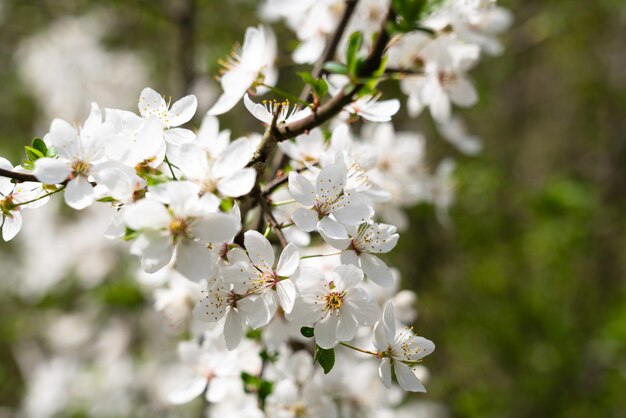 Foto Árvore de ameixa em flor no jardim na primavera