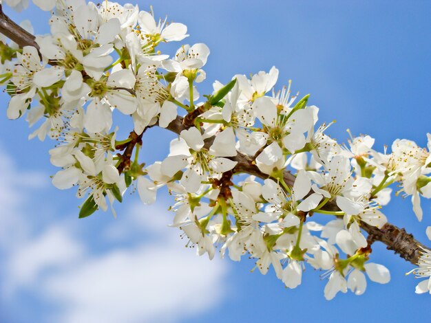 Foto Árvore de ameixa em flor