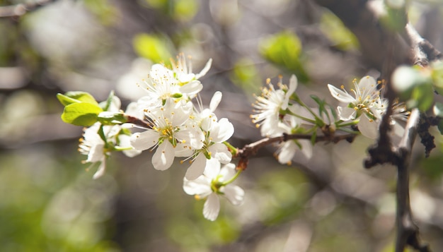Árvore de ameixas de floração de primavera no jardim.