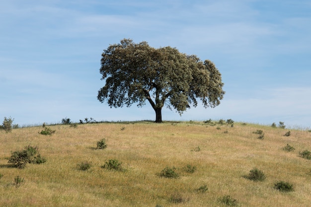 Árvore de azinho solitário