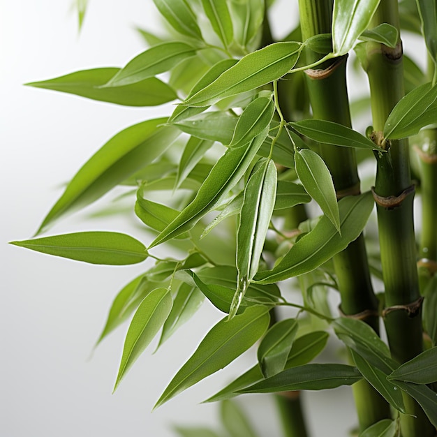 Foto Árvore de bambu verde fresco em fundo branco