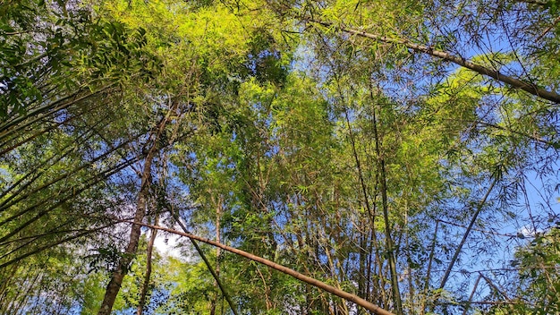 árvore de bambu verde