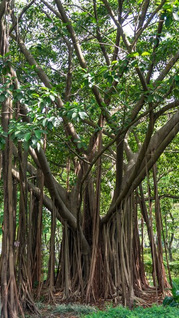 Árvore de banyan em hong kong.