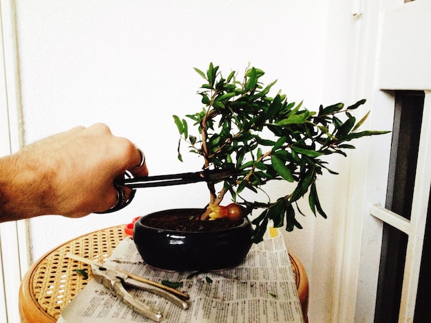 Foto Árvore de bonsai cortada à mão