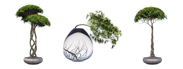 árvore de bonsai decorativa isolada no fundo branco, ilustração 3D, cg render