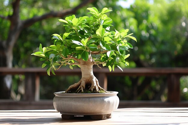 Foto Árvore de bonsai em vaso em mesa de madeira